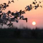 沈む夕陽と桜