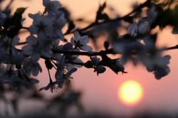 夕陽と桜